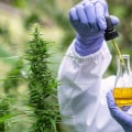 What is the Difference Between Hemp Extract and CBD?