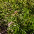 Where is the Best Place to Grow Hemp?