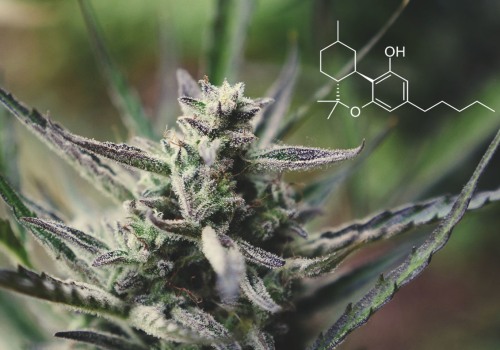 Comparing HHC and THC: What's the Difference?